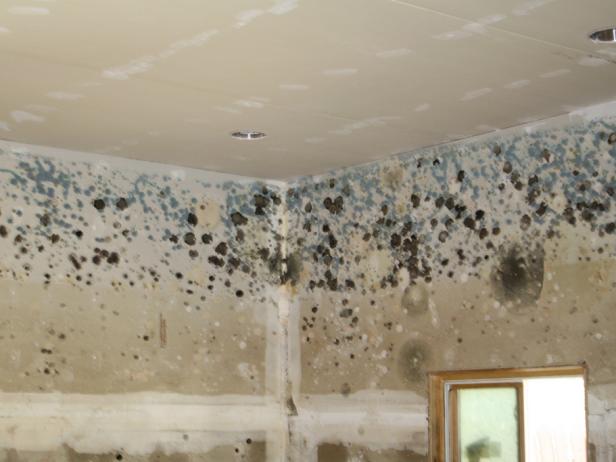Mould can be hidden behind drywall