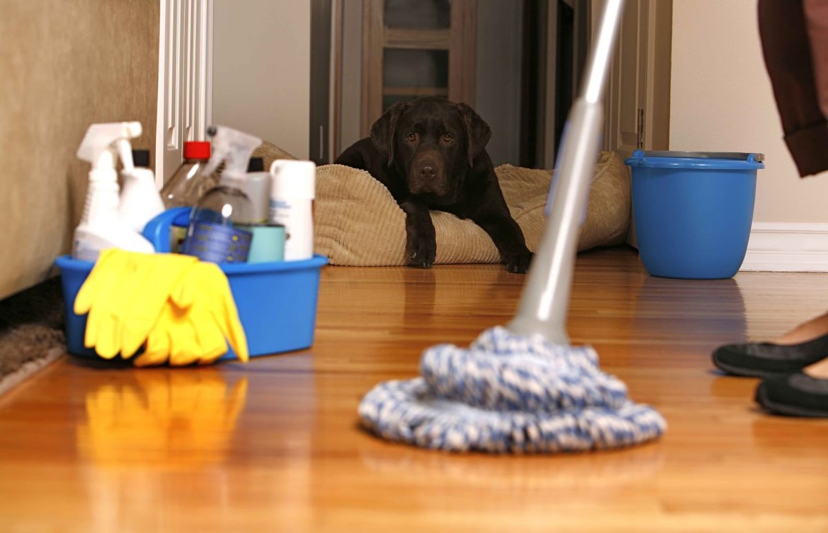 Warn-your-cleaners-about-your-pets.jpg