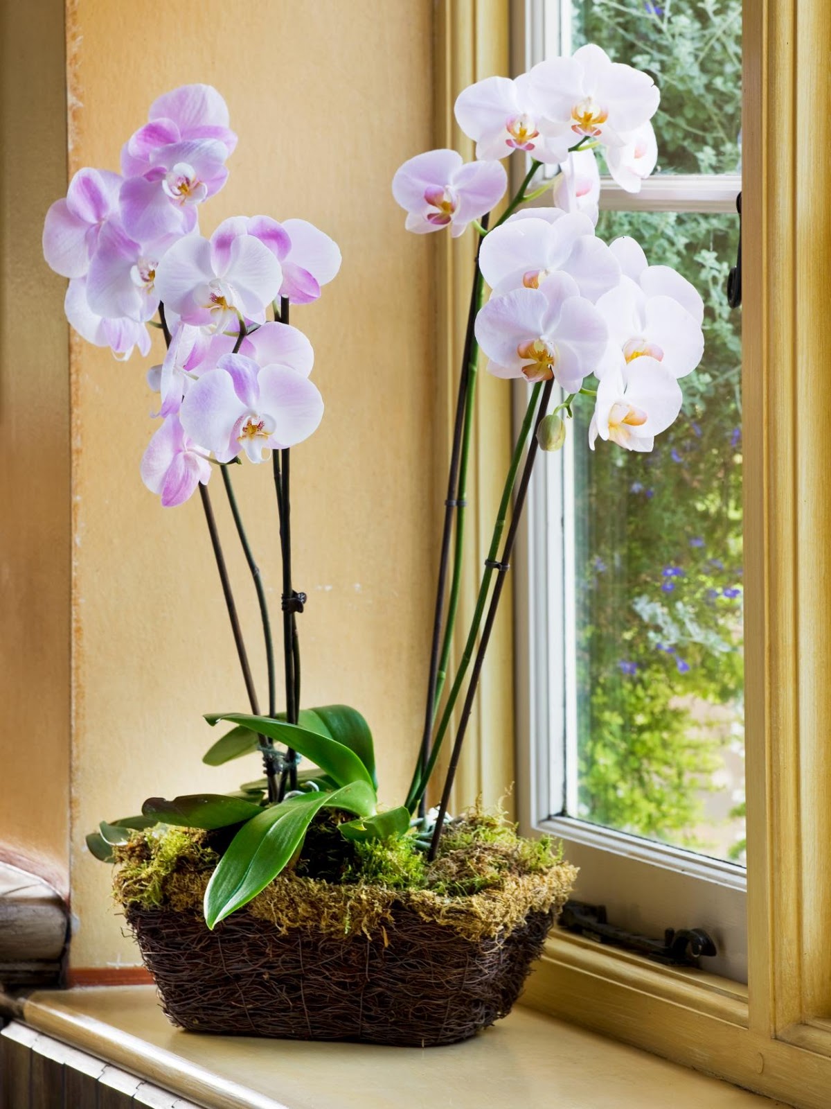 orchid HGTV.jpeg