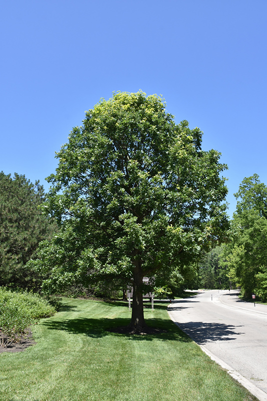oak tree in backyard