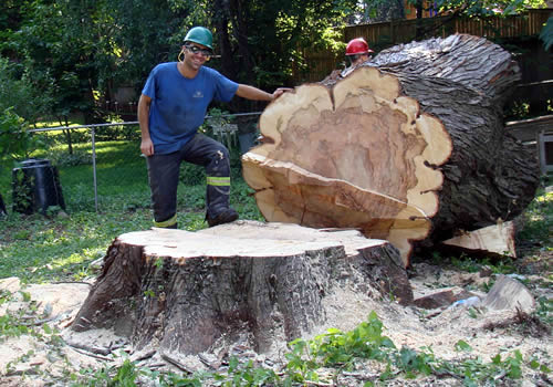 professional tree stump removal