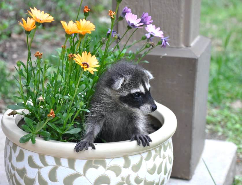 raccoon in garden