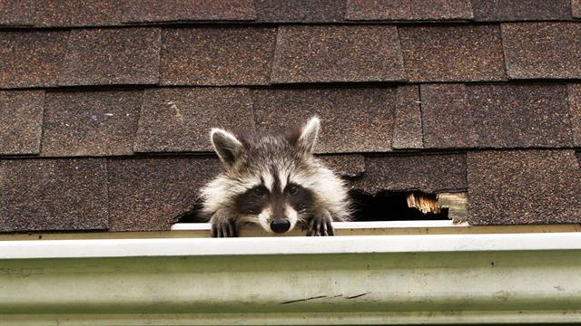 raccoon in roof