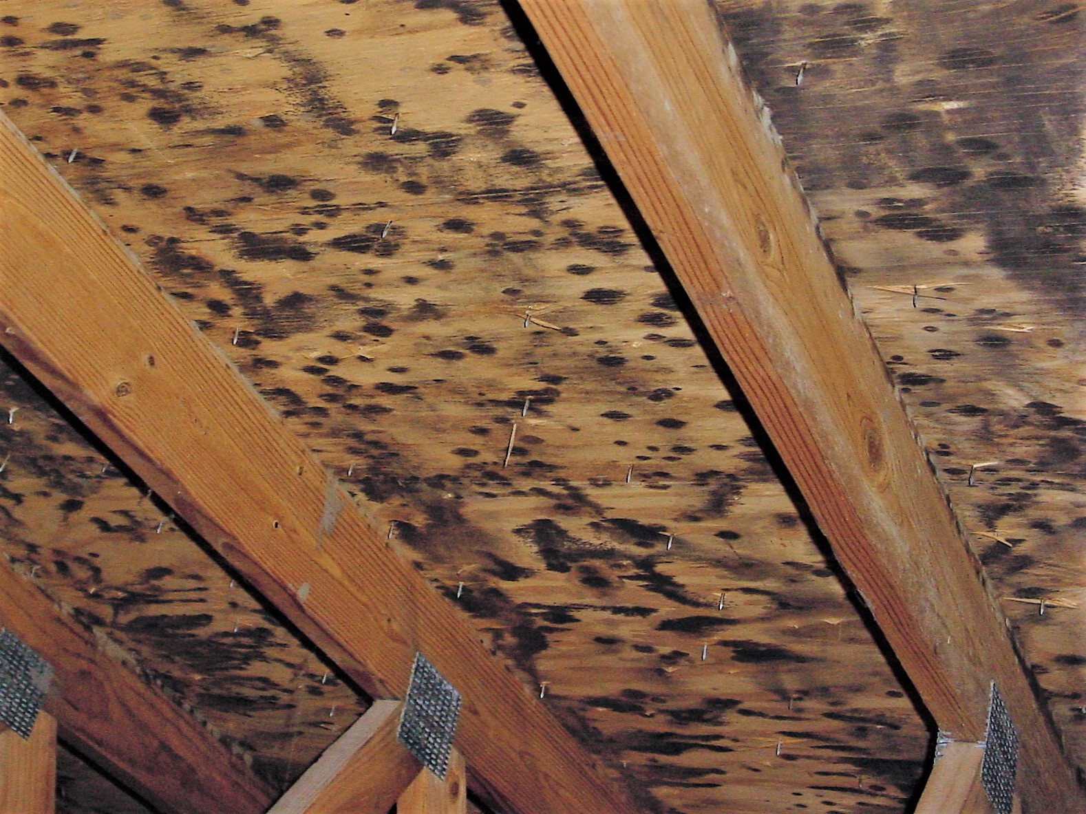 mold spots in roof