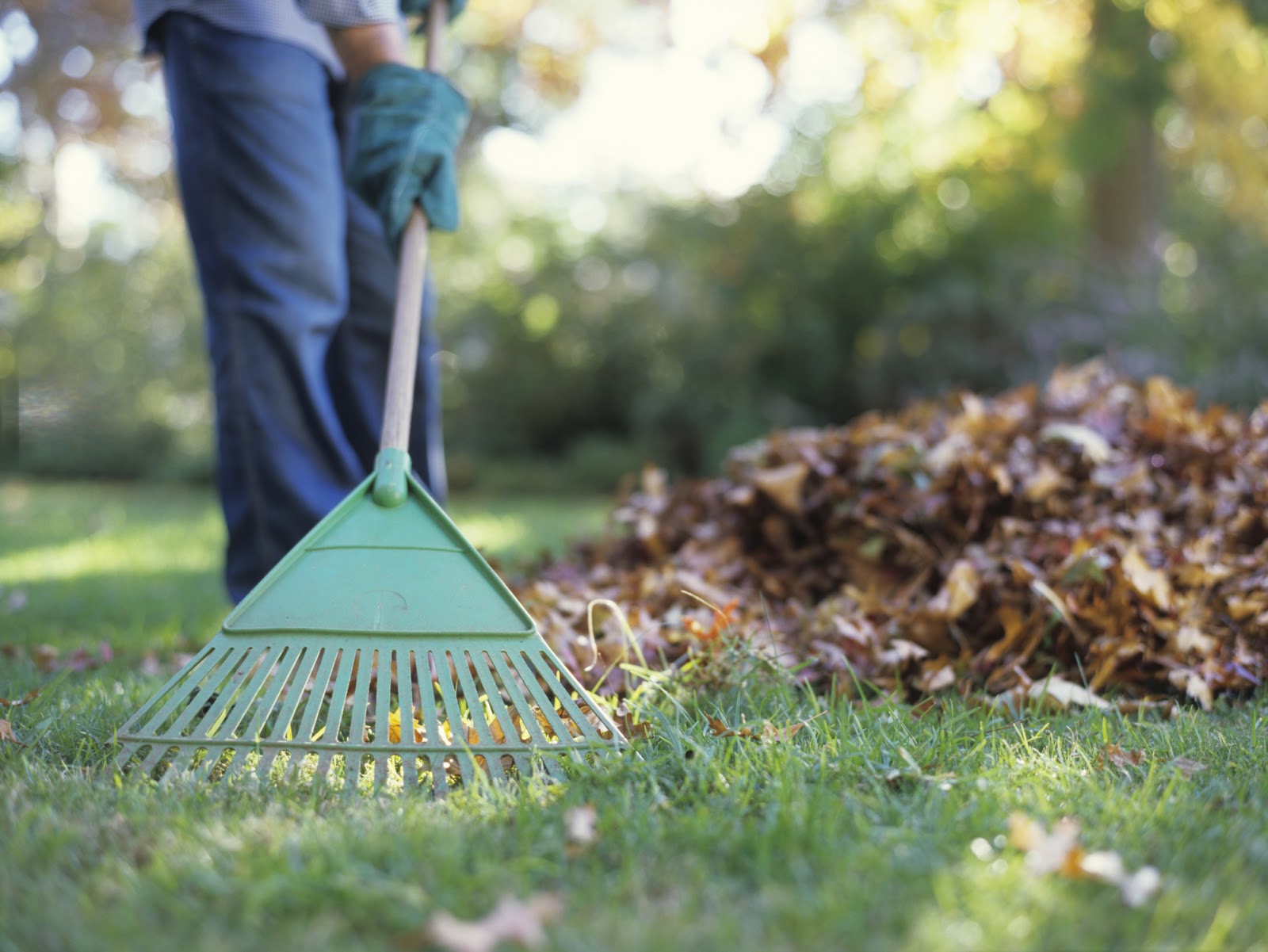 raking leaves in backyard, spring yard maintenance