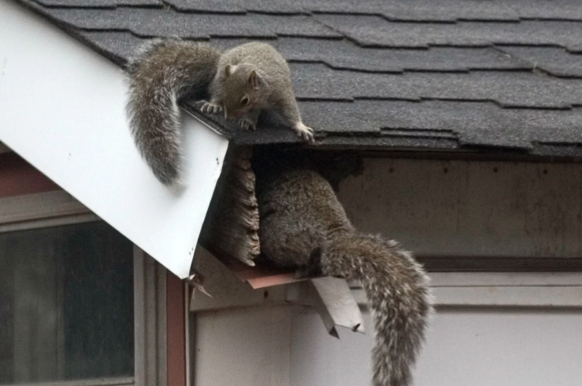squirrels in roof