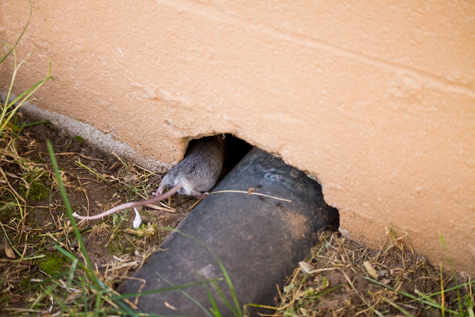 rat in hole, keep rats out