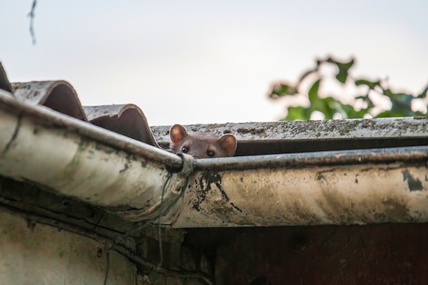 Dangers Of Not Cleaning Your Gutters unwanted pests