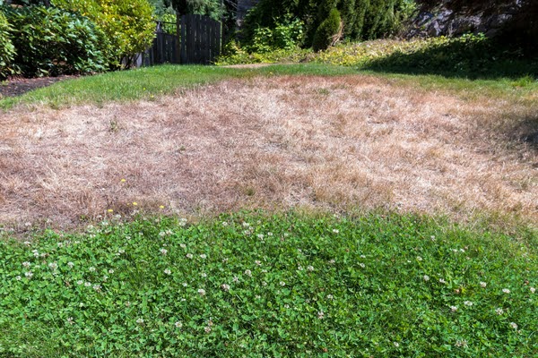 dry grass in backyard