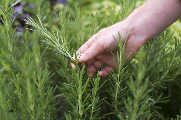 rosemary keeps mosquitos away