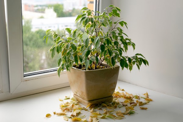 house plant with yellow and dead leaves