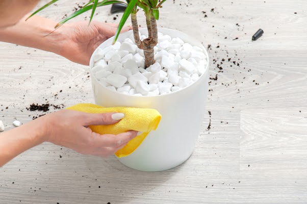 person wiping plant pot clean