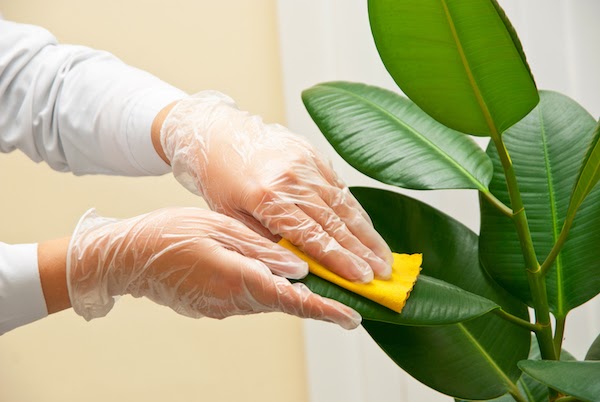 person wiping plant leaves to clean them