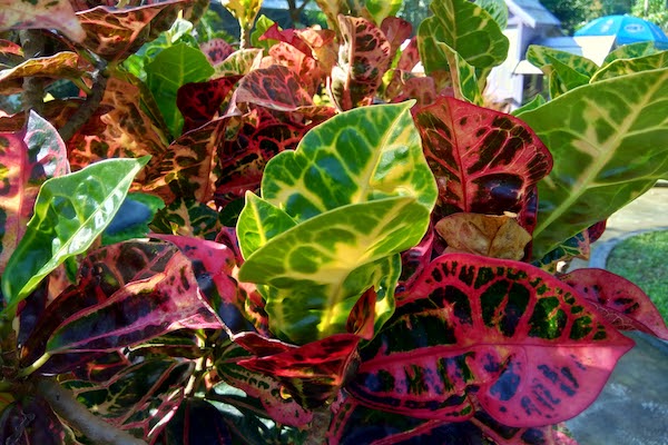 Croton