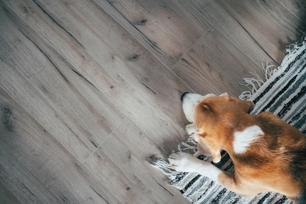dog sleeping on laminate floor