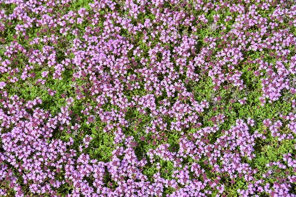 red creeping thyme