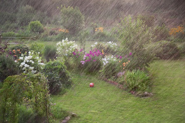 garden in the rain