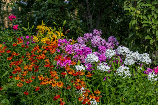 perennials in garden 