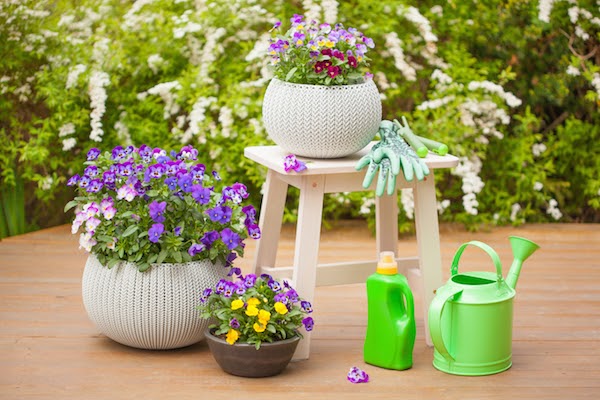 container plants water in summer