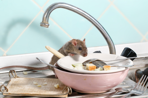 mouse in dishes at sink