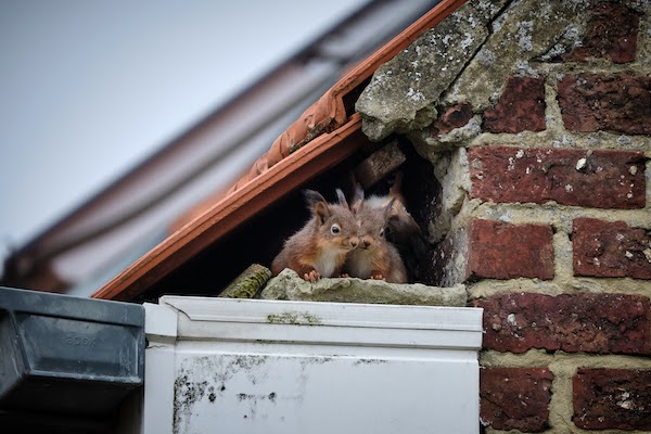 squirrels hiding in attic