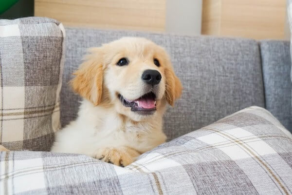 puppy sitting on couch cushions
