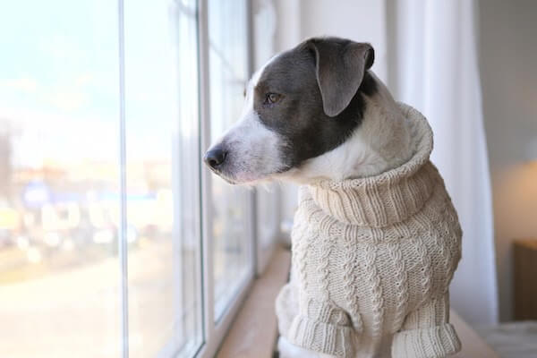 puppy wearing sweater looks out of window