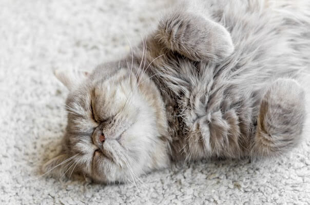 grey cat sleeping on grey carpet