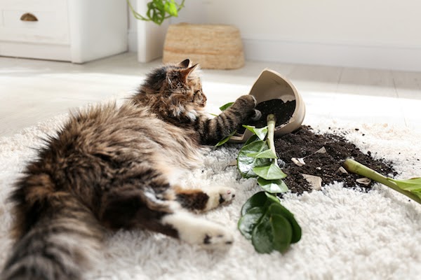 кошка со сломанным растением на ворсистом коврике