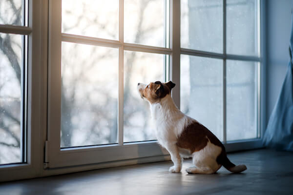 dog looking out window