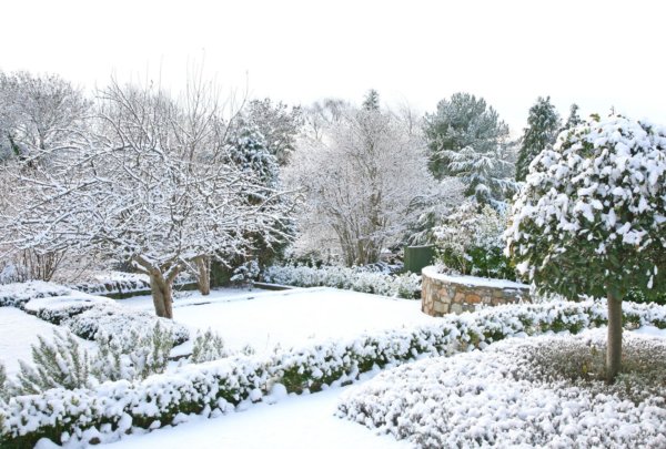 Snow Covered Backyard Garden