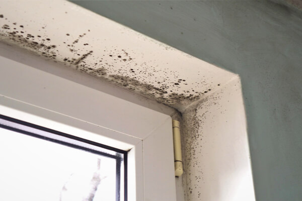 Growth of black mold on the walls inside an apartment building. Moisture indoors and the appearance of mold