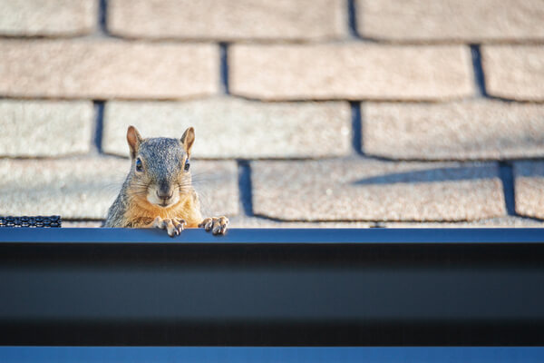Squirrel peeking out from the gutter edge on the roof