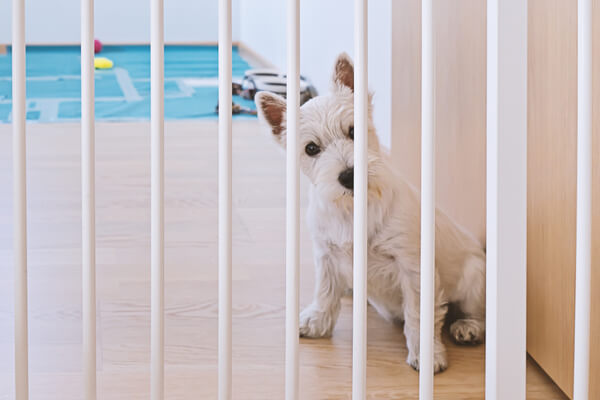 Cute west highland white terrier puppy sitting behind dog fence and looking at camera. Isolation of puppy when he is alone at home