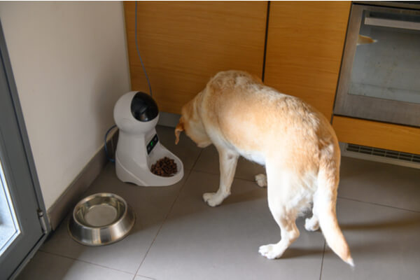 Dog electronic feeder. Labrador eats from a controlled bowl. Robot for a dog.
