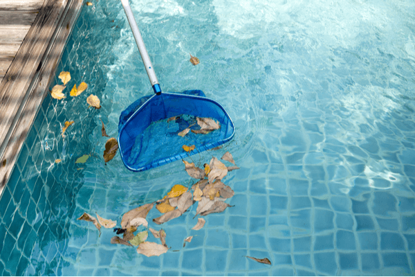 Cleaning swimming pool of fallen leaves with blue skimmer in summer time