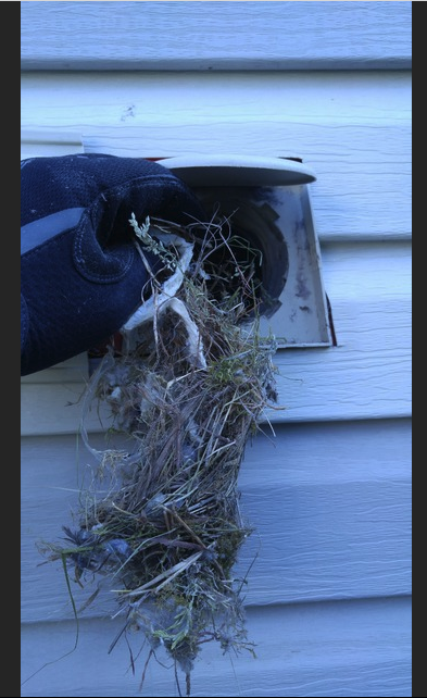 removing debris and pest from duct