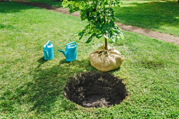 planting new tree