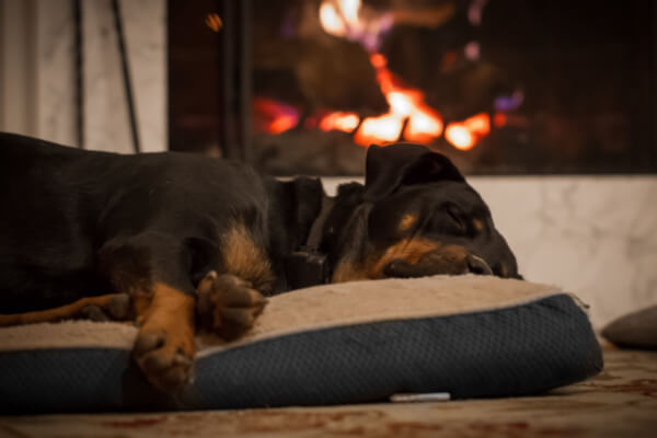 dog sleeping by fire on dog bed