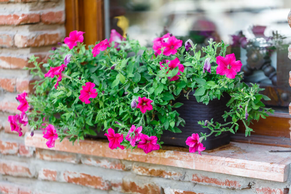 Pink flowers in a windowbox of an old English stone house