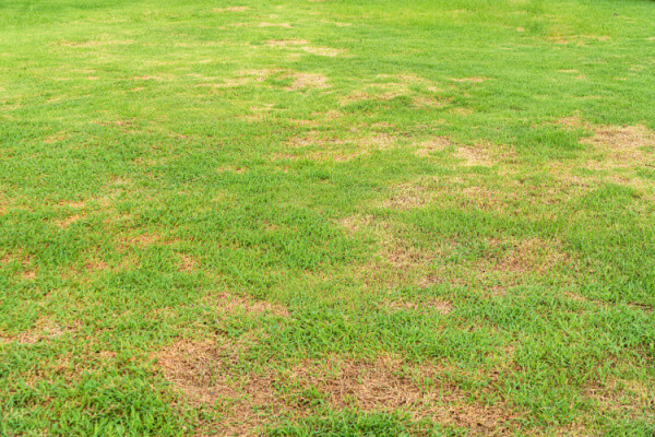 bare spots and brown patches on lawn