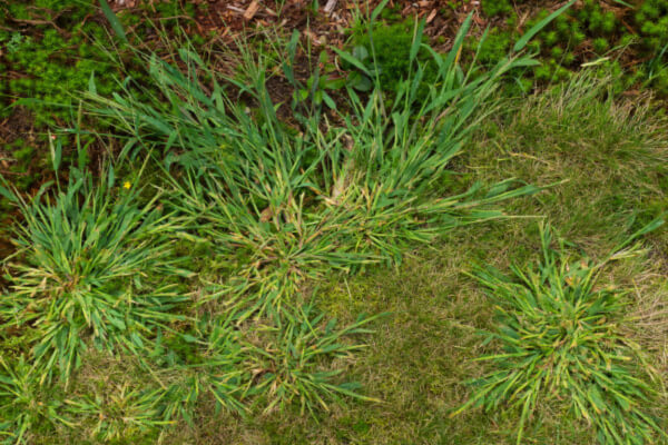 crabgrass growing on lawn