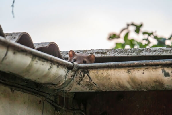 small rodent hiding in gutter